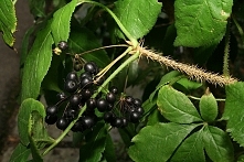 Eleuterokok kolczasty – właściwości lecznicze, zastosowanie, sposób użycia