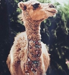 Lama ***