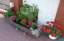 donica z pnia drzewa