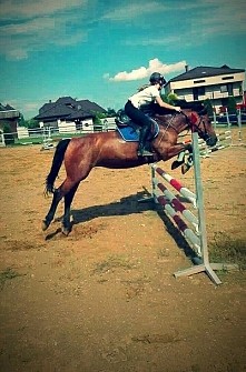 #jumping #polishriders #hor...
