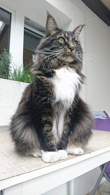 Jak pies z kotem, zmuszeni do przyjaźni. Zupełnie inni. W jednym domu.