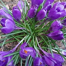 Kawałek wiosny. Mimo zimna.
Przebiśnieg czy krokus?! Kto wie?
Mimo zimna, braku słońca, daje radę i kwitnie. Mówi się, że to zwiastun wiosny. Się pytam, gdzie?! Wrrrrr.
Jest tru...