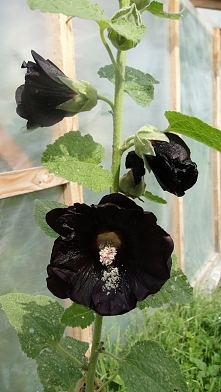 Moja pierwsza czarna malwa :D