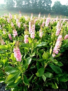 ORSZELINA RÓŻOWA RUBY SPICE