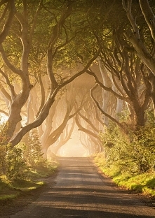 The Dark Hedges Northern Ireland