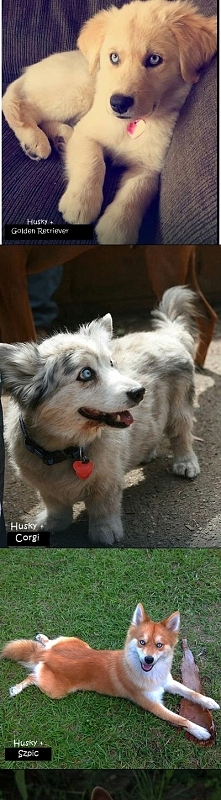Nie wiem czy faktycznie są to takie mieszanki ale jeśli tak to gdy jednym z rodziców jest Husky wychodzą piękne dzieci :)