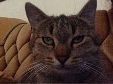 jak dodać zdj profilowe na zszywce?