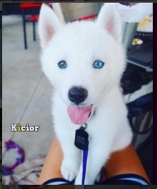 Zadbany bardzo przez swoich właścicieli, co widać doskonale po jego pięknej sierści. Husky to jedne z najpiękniej i najbardziej majestatycznie wyglądających piesków.