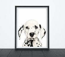 DALMATYŃCZYK - OBRAZEK, PLAKAT, DEKORACJA A3