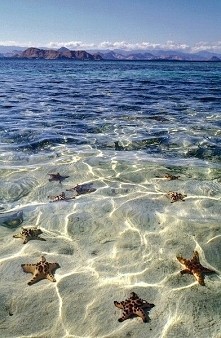 Starfish beach ,Grand Cayman~