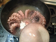 octopus