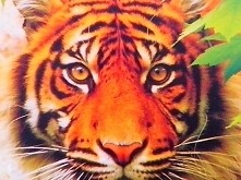 .... (Przepraszam za grafike)