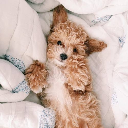 primafinezja.tumblr.com