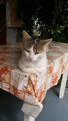 mój król podwórka :-P