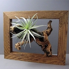 Dostrzegam problem z podlewaniem (jak ktoś ma pomysł, proszę piszcie) ale wydaje mi się, że głębsza dziupla i się zastąpi kaktusem.