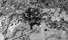 szyszunia
(sama zrobiłam zd...