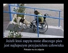 pies- najlepszy przyjaciel ...