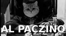 Co ja pacze *. *