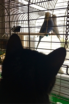 cat vs budgies
