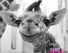 coś na poprawę humoru XDD