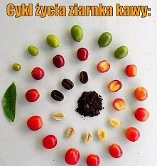 Cykl życia ziarnka kawy