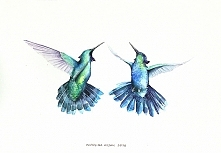 Para kolibrów - plakat, reprodukcja A4