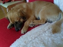 moj Pysio <3 mieszaniec yorka z jamnikiem :-)