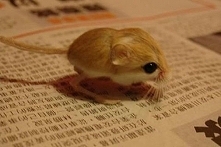 jerboa