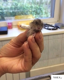 chomiczek ze złamaną łapką