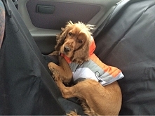 jade#fado#dog#in#the#car