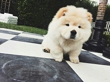 czy ktoś może wie jaka to rasa?<3