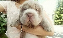 Pies o imieniu Tonkey.