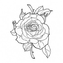 tattoo rose