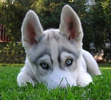 Potrzebuje szybko jakiejś ś...