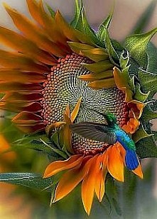 moje ulubione kolory