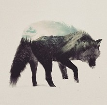 Wilk w ciekawym wydaniu.