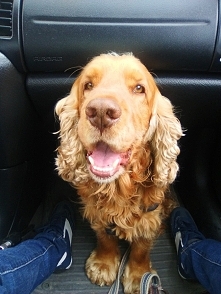 Lander :)