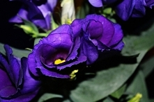 eustoma