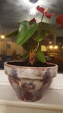 kolejna doniczka którą ozdo...