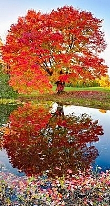 Pięknie uchwycona chwila i ...