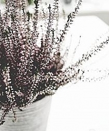 Uwielbiam wrzosy *.* wkrótc...