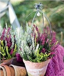 Wrzosy poraz kolejny :)