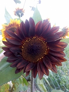 Taki bordowy słonecznik u mnie :D