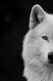 "Zu­pełnie inaczej jest, jeżeli masz ko­goś, kto cię kocha. To ci da­je setkę po­wodów, aby żyć. Ja ich nie mam."


Jonathan Carroll "Na pastwę aniołów"