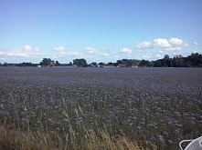 wyprawa rowerowa latem kiedy się zgubiłyśmy z koleżanką i wyjechałyśmy zamiast w Dąbrowie to wyjechałyśmy w Sitnie xddd