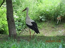 Przyczajony tygrys;):D