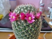 Mamarilka - pierwsze kwitni...