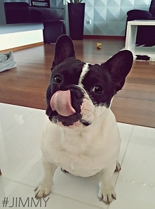 JIMMY, dooogieee sweeeeeat ,