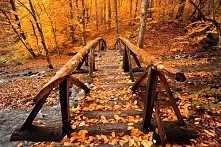 Jesienne spacery po lesie :)