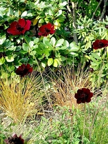 Czekoladowy "kosmos" - kwiat pachnący czekoladą